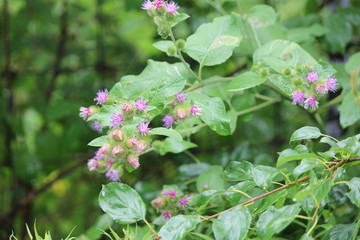 Common Burdock (Arctium) with purple flower on top of head growing beside a country roadway. Kingston, Ontario.   

