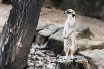 Funny looking alert meerkat (Suricata Suricatta) standing on guard on a tree stump. Cute animals in nature background.