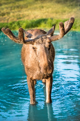 Santa Clauses Christmas Reindeer on vacation during summer holiday. Cute looking young moose (Alces Alces) or elk deer with velvet antlers bathing his long legs in cool refreshing lake water