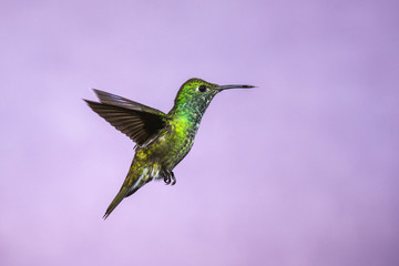 Fototapeta na wymiar Hummingbird in Flight - Versicolored Emerald (Amazilia versicolor) in Iguazu Falls, Brasil - Argentina major Touristic Destination