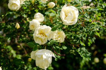 rose in summer, white flower blossomed in the sun