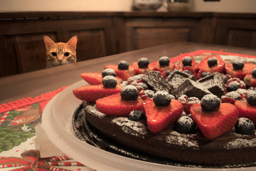 Gatto goloso