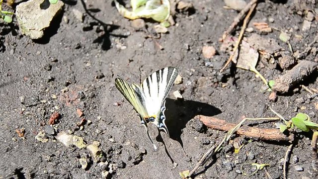 Iphiclides podalirius, scarce swallowtail, drink