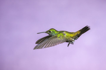 Hummingbird in Flight - Versicolored Emerald (Amazilia versicolor) in Iguazu Falls, Brasil -...