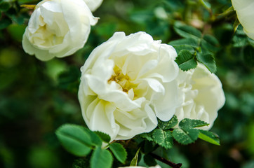 Obraz premium Róża latem, biały kwiat rozkwitł w słońcu