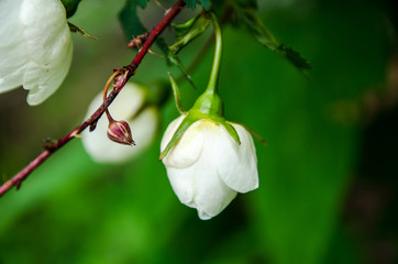 rose in summer, white flower blossomed in the sun