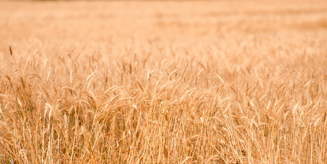 Wheat field. Gold wheat close-up. Rural scenery under the shining sunlight. The concept of a rich harvest.