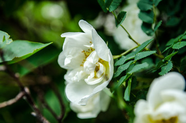 Obraz na płótnie Canvas rose in summer, white flower blossomed in the sun