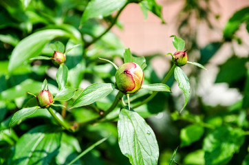 peonies have not blossomed yet