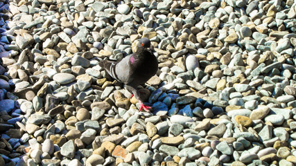 Pigeon on the rocks