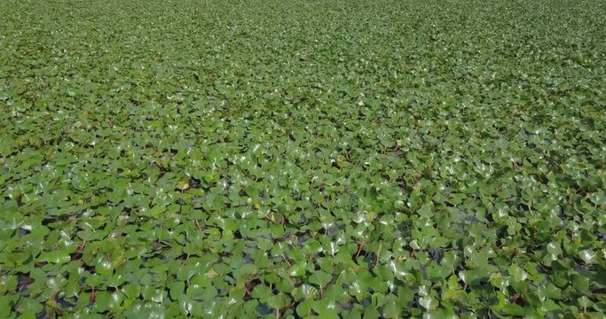 Aerial view of aquatic floating plants