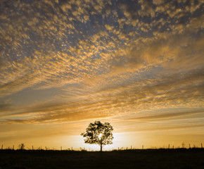 Naklejka premium Sunrise Sky behind the Tree