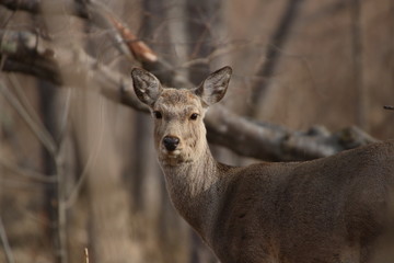 Yezo sika deer's closeup 