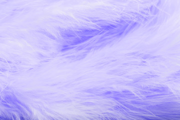 Purple bird feathers in soft and blur style, Fluffy feather background