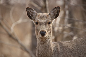 Yezo sika deer's closeup 