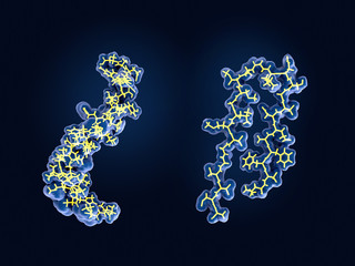 Links: Strucktur des Amyloid beta Peptids in der membrangebundenen Form, rechts: das freie Peptid, daß zur Aggregation zu Amyloid neigt. Alzheimer Krankheit.