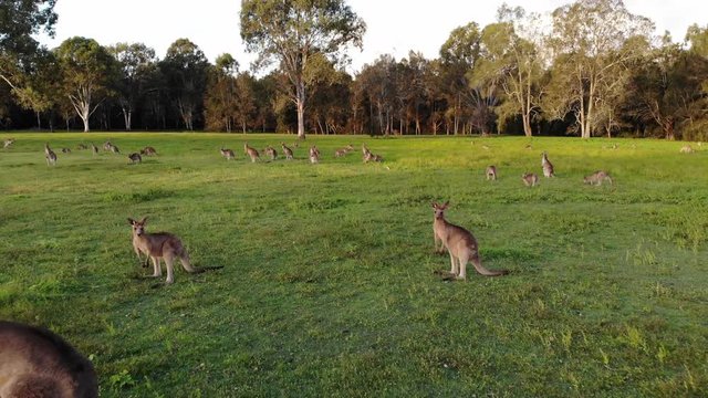 Aerial shot of Kangaroos grazing at sunset, medium shot reversing. Queensland, Australia