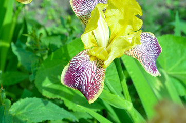 the irises blossomed on the lawn
