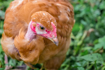 Young chicken a breed Naked Neck in the garden among the green grass.  Close-up_