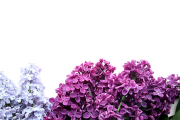 Beautiful blossoming lilac on white background