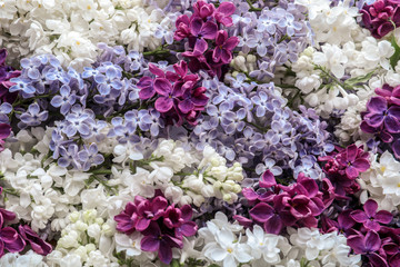Beautiful blossoming lilac as background