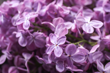 Fototapeta na wymiar Beautiful blossoming lilac, closeup