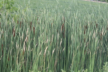 Fototapeta premium Cattails (Typha) in early summer filling up an area of a small marsh. Kingston, Ontario.