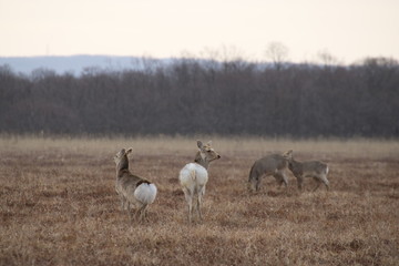 Yezo sika deers in Hokkaido in the early morning