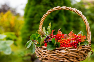 Fototapeta na wymiar Lovely autumn concept, still life with red berries,rowan berry and yellow, red and green leaves in the basket, nature outdoor background.Copy space.composition of autumn berries, selective fokus