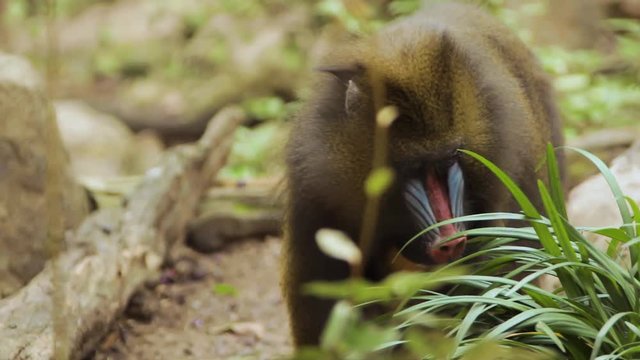 Female Mandrill walking with foliage in front of her. She stops to play with a leaf before moving on.