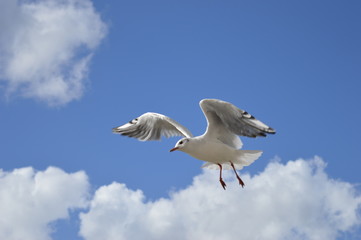 seagull