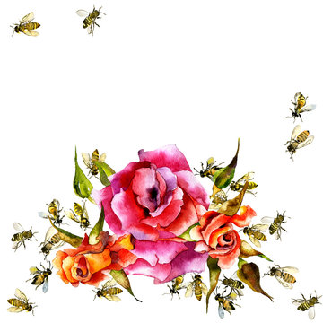 Beautiful, fragrant, decorative rose. Summer, noble flower. Useful, honey bee insects. Watercolor. Illustration