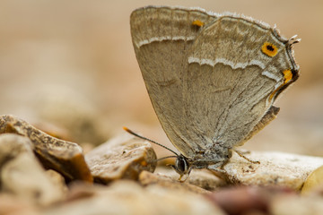 Purple Hairstreak (Neozephyrus quercus)