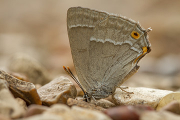 Purple Hairstreak (Neozephyrus quercus)