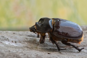 Female Ox beetle (Strategus aloeus) on tree bark side view, insect nature concept Rhinoceros beetle Houston, TX USA.