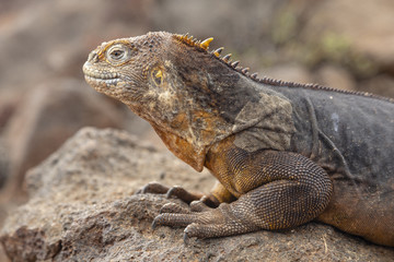 Galapagos Land Lguana (Conolophus subcristatus) in Galapagos Isl