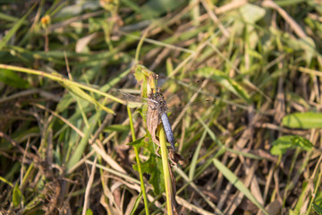 male Black-tailed skimmer