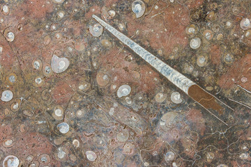Fossilized polished stone with ammonites and belemnites as closeup