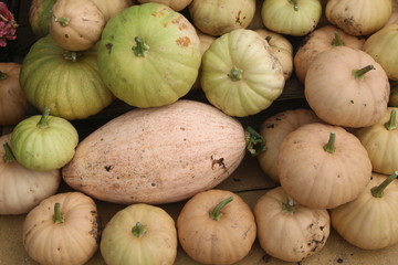 verschiedene Kürbisse
