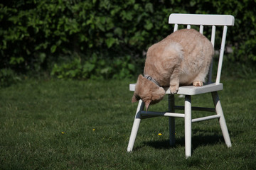 cat plays on a chair in the garden