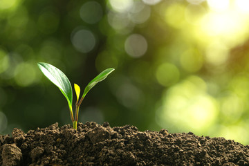 Small trees are growing on the ground incomplete in soft green nature background.