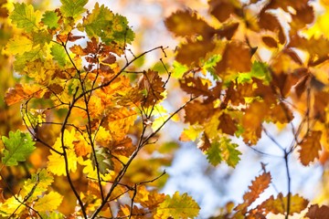 Autumn.