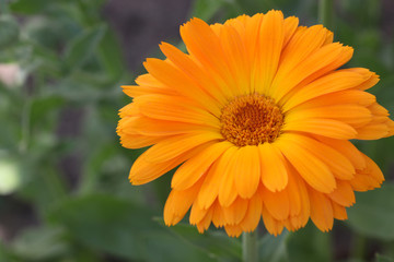 Pot marigold (Calendula officinalis)