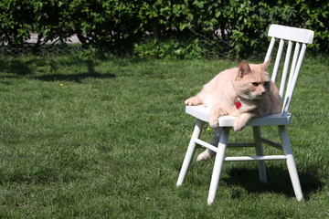cat plays on a chair in the garden