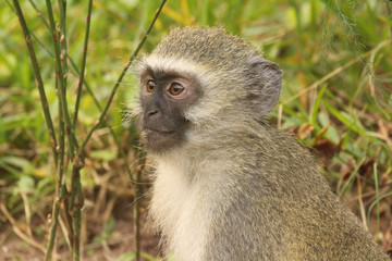Vervet monkey