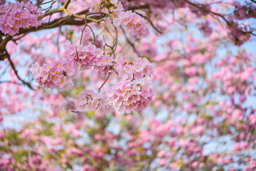 Tabebuia rosea is a Pink Flower neotropical tree