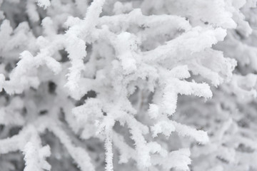 Snowcowered branches. Winter blur background. Frost trees.
