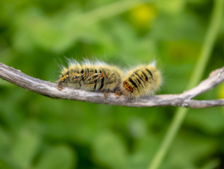 Caterpillar on a Stick