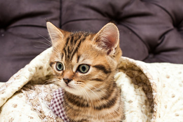 British short hair kitten.