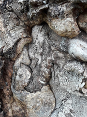 Oak tree bark